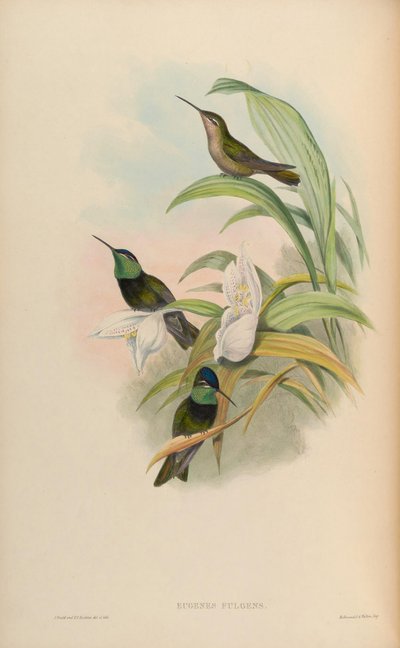 Eugenes fulgens - John Gould